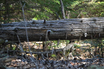 fallen tree over creek