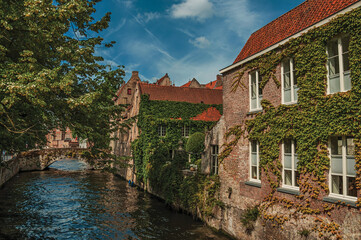 Bridge and brick buildings with creeper on the canal edge in a sunny day at Bruges. A graceful town that is a World Heritage Site of Unesco. Belgium.
