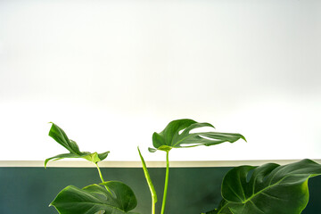 Close up of green indoor house plant on white and green wall. Minimal style interior decoration with copy space stylish modern design Tropical Monstera leaves