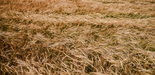 Ripening rye ears in a field. Selective focus.Panoramic photo.