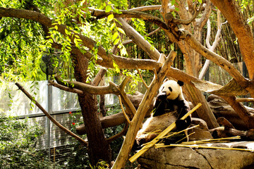 Panda Chilling at San Diego