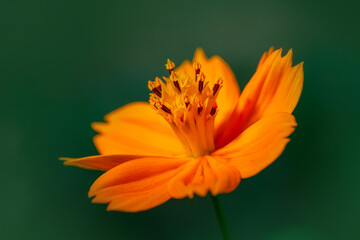 Sulfur Cosmos flower side profile on green background