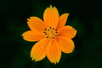 Bright orange coloured Sulfur cosmos flower on green background