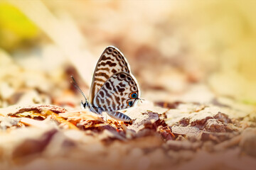 Butterfly in opposite light
