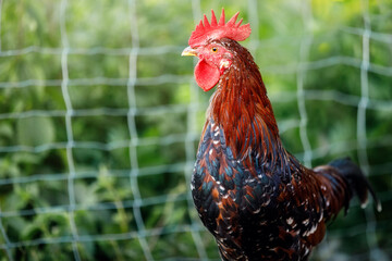 The cock with brown and blue feathers stands in a green background
