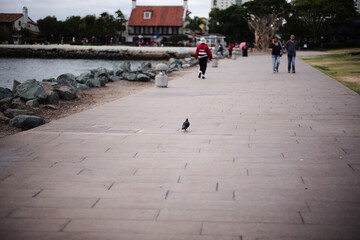 Side walk bird Own