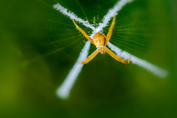 Signature spider