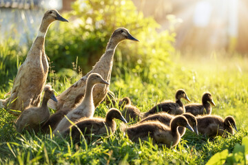 Two ducks and a flock of ducklings