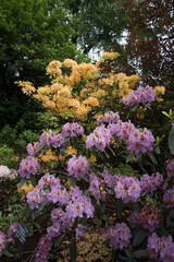 Large pink-brown rhododendron flowers. A beautiful evergreen plant