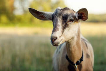 Cute young goat in the evening meadow. Blurred landscape in the background, Lithuania rural