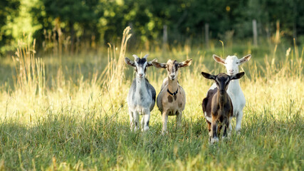 Four, brown, beige, white and gray goats stand in a summer meadow with long bends and look at us © Linas T