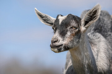 Young capricorn makes a smart face and looks into the distance against a background of blue sky.