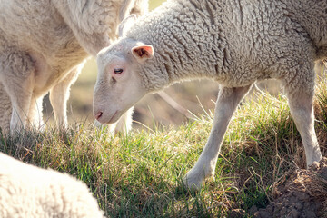 Naklejka na ściany i meble A gathering of white sheep on a beautifully sunlit hill