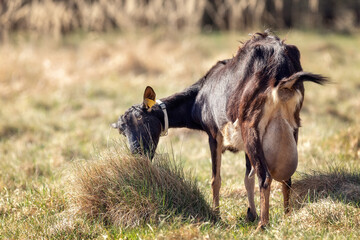 Dark brown goat with one horn and a large udder grazing on a hill, rural scene in a background.