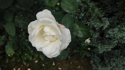 rose in the garden