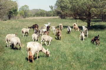 Mixed herd of goats and sheeps, finishes feeding and goes home.