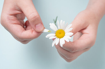 girl holds a white chamomile in her hands and guess on her petals on blue background. Top view and macro