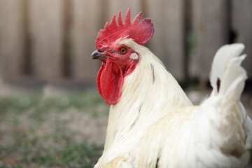 White rooster with brown wings squats quietly in the yard on the grass