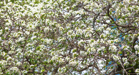 Fototapeta na wymiar Árvore com flores brancas.