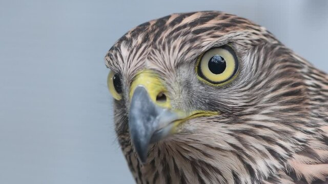 Eagle eye close-up, macro, eye of young Goshawk Accipiter gentilis