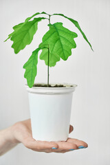 Small oak in a pot on an isolated background. Green tree in hand. World environment day. Recycling.