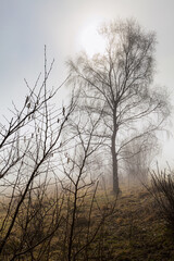 Fog at Rudge Hill, Edge Common - part of the Cotswold Commons & Beechwoods National Nature Reserve, Gloucestershire UK