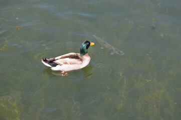 Obraz premium duck on the water