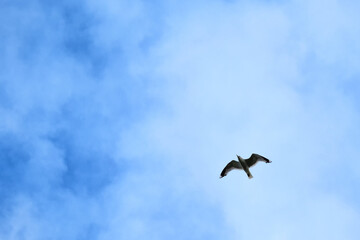 Alone free seagull flying in the blue sky