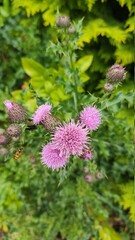 pink flowers in the garden