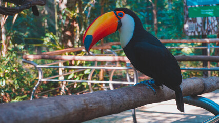 Brazilian Toucan