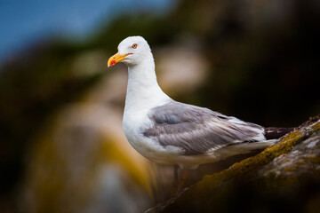 Portrait of a yellow-legged gull (Larus michahellis) with its characteristic white color and gray back, yellow beak with a red point. Defocused and dark background