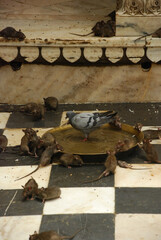Bikaner, India - July 2009: Karni Mata Rat Temple in Bikaner, India. Rats considered sacred are feeding. Rats attacking milk food. Pigeons and mice shares food. - obrazy, fototapety, plakaty