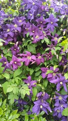 flowers in the garden