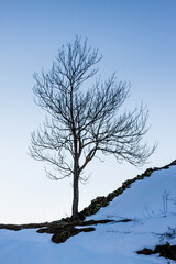 Fototapeta na wymiar Tree without leaves in winter and snowy ground