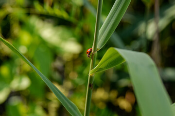 ladybug on grass