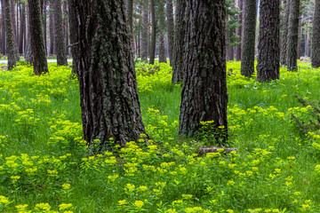 Fototapeta premium forest with two trees in the foreground and flowered ground