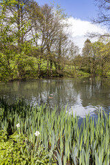 Steanbridge Lake near the Cotswold village of Slad, Gloucestershire UK - in which Laurie Lee's schoolteacher was found drowned in his autobiography "Cider with Rosie".