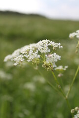 white flowers in the meadow