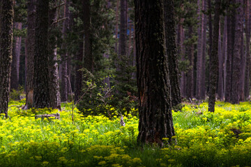 forest with one tree in the foreground and flowered ground