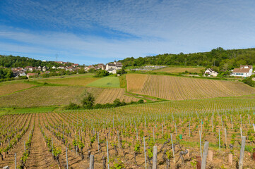 paysage de vignes dans le Beaujolais avec les collines couvertes des plants et des ceps avant la...