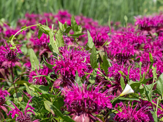 In summer in the garden red flowers in bloom monarda. 