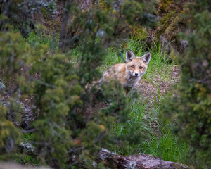 Fox