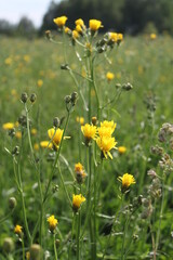 yellow flowers in the summer field landscape