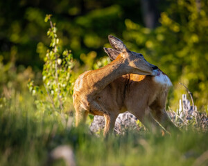 Roedeer