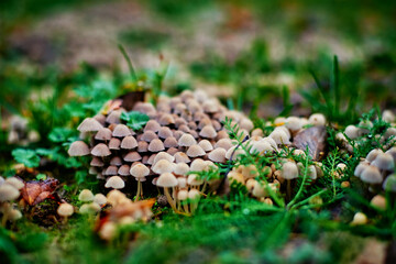 Group of small mushrooms growing on green grass, selective soft focus. Nature background. Close up mushroom photo