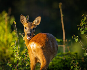 Roedeer