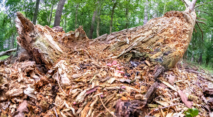 Dead and decaying tree stupm in the woodland