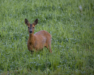 Roedeer