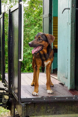 Pies w pociągu © Aruru