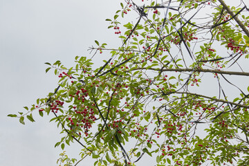 The cherry tree is wrapped in a shiny ribbon to scare away birds and protect the berry crop. Organic berry growing. Gardening.